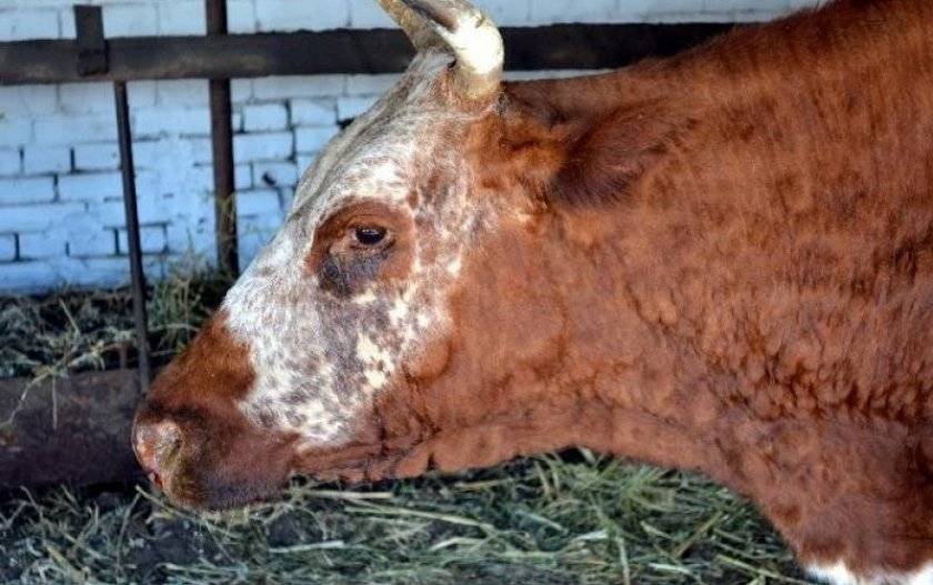 Памятка о заразном узелковом дерматите крупного рогатого скота